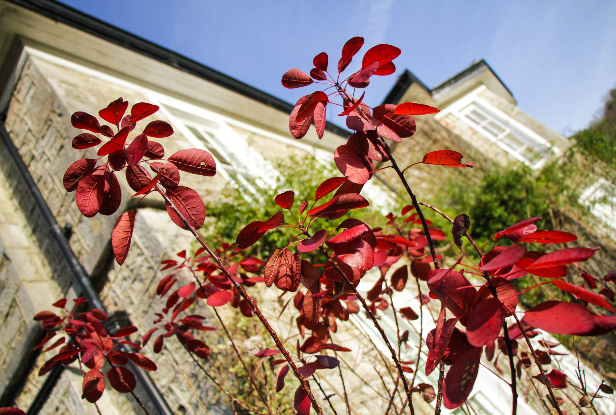 Halecat's stone front through crimson smoke-bush leaves